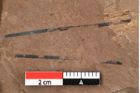 Foto (Detailansicht) von Pinus praesilvestris Ettingshausen (NHMW-GEO-2024-0188-0244a)